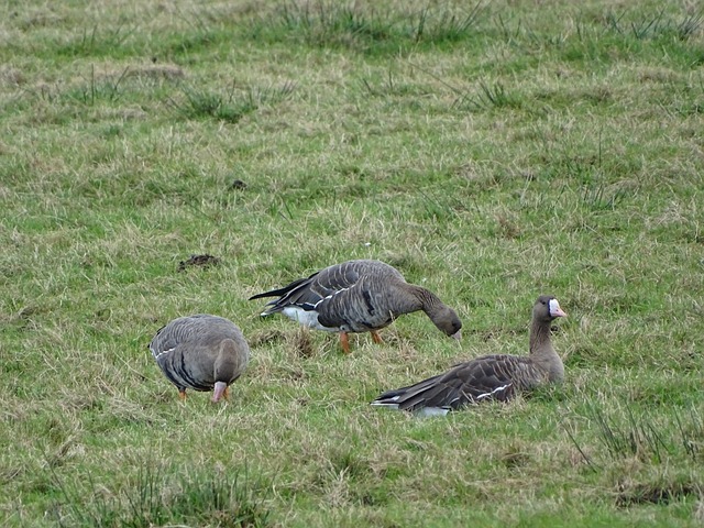 鲜明对比 鲜明对比
